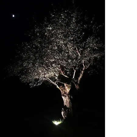 Bed & Breakfast Gli Ulivi 3*